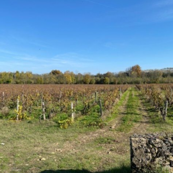 CRWW00: Exquisit Wineyard 2,5ha in the sunny South of Istrien Tinjan/Croatia