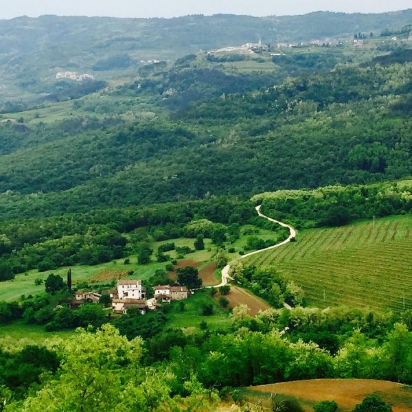 CRWW0: Beautiful mixed Forest 5,5ha yield well near Motovun/Istria