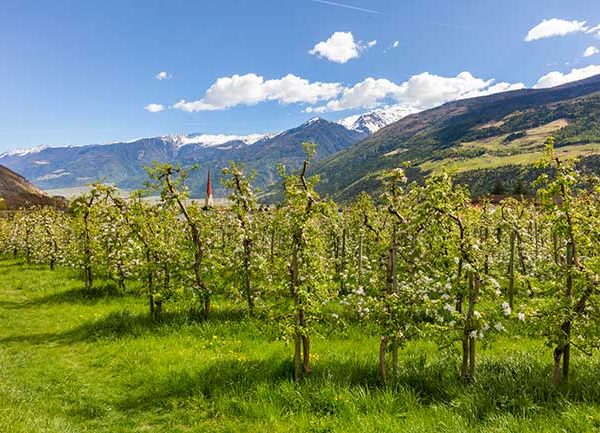 STGW1: Beautiful Apple Meadow 6500m² in mint condition -Bressanone/Sarns South Tirol