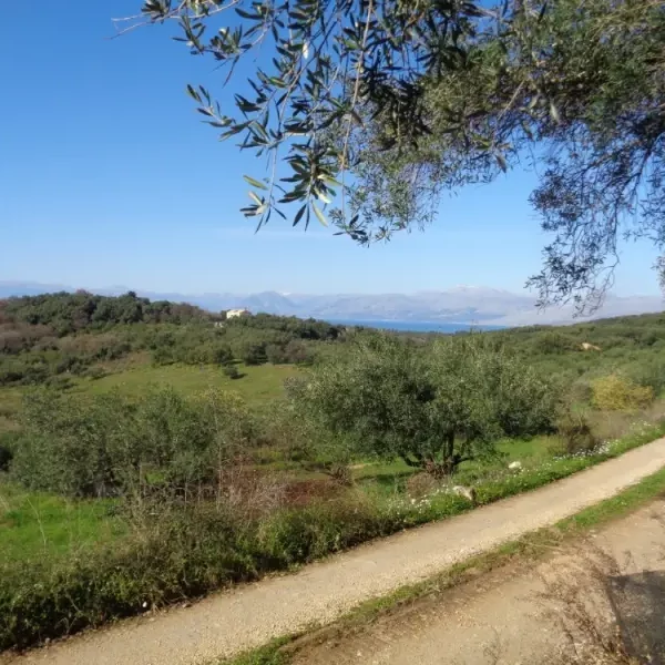GRBG1: Olive Grove with 500 Trees and 2000m² Building Cubature Corfu/Greece