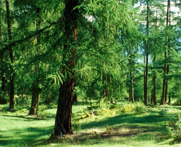 STWW1: Beautiful Forest Plot 5ha near Brixen/Lüsen South Tirol